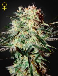 ARJAN StrwberryHaze