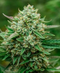 Froot by the Foot Auto -Seed-8 pk