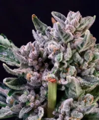 Cannabis Seeds