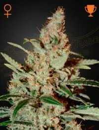CHEMDOG ( feminized ) 5 seed