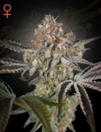 Description 20% SATIVA - 80% INDICA Genetics Super Skunk x Brazilian x South Indian. Hemp Seed Certificate Of Analysis Flowering Indoor 9 weeks, with a yield up to 800 gr/m.2. Very good for SoG and ScrOG. Flowering Outdoor Finishes by the first week of October (North hemisphere) with a production up to 1000 gr/plant. Awards 1stBio HTCC 1997.