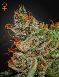 Greenhouse Kings Kush