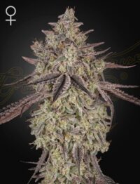 skywalker