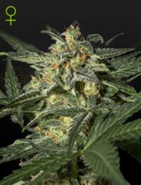 White Widow Auto Flowering