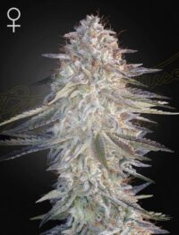 Lemon Haze-PINK CANDY