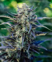 Fog Dog 65-70 Day 29%-35%