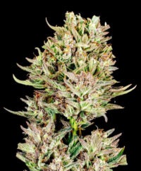 Garlic Jam @ Flowers