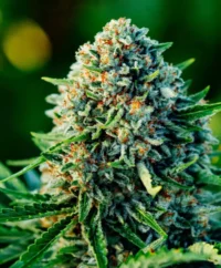 Gummibears 41.2% Day-50/50-11G