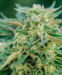 ALFALFA GREASE extract 1000ml