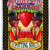 Arjan's Strawberry Haze (Feminised) Swiss sativa x NL5 Haze Mist-5 seed